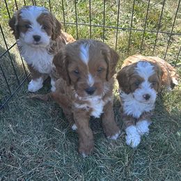 Cavapoo puppies from DoodleForever
