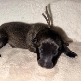 Brown Collar - Mahogany male Belgian Malinois puppy in Trenton, Georgia from Laeknir K9