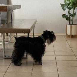 Boy2 - Black male Miniature Schnauzer puppy in Mc Allen, Texas from Demara’s Premium Schnauzers
