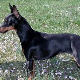 Manchester Terriers from Earendil