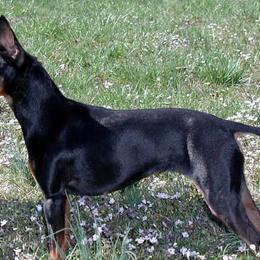 Manchester Terriers from Earendil