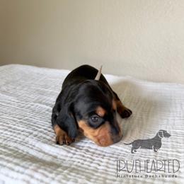 Joey - Black and tan male Dachshund puppy in Royse City, Texas from Truehearted Miniature Dachshunds