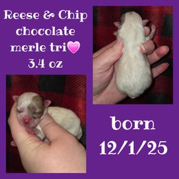 Girl 3 - Chocolate merle female Pomeranian puppy in Creswell, North Carolina from Grace's Poms🐾💕