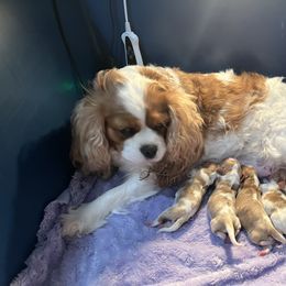 Waffles - Blenheim male Cavalier King Charles Spaniel puppy in Eatontown, New Jersey from NJ Cavalier King Charles Breeder
