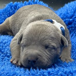 Blue - Blue male American Bully puppy in Union County, North Carolina from XLRG BULLIES