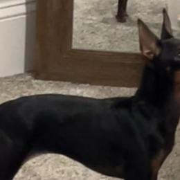 Manchester Terriers from Flatbroke Toy Manchester Terriers