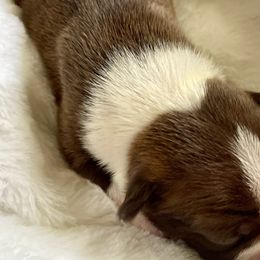 Girl 3 - Boston Terrier puppy in George West, Texas from Duke of Earl’s Boston Terriers