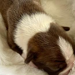 Girl 3 - Boston Terrier puppy in George West, Texas from Duke of Earl’s Boston Terriers