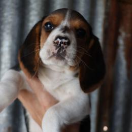 Molly - Black tan and white female Beagle puppy in Susanville, California from Homegrown Beagles