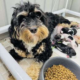 Aussiedoodle and Cockapoo Puppies from Dark Corner Doodles
