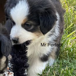 Mr Perfect - Black tri male Miniature American Shepherd puppy in Minden, Nevada from Kickinauss Minis