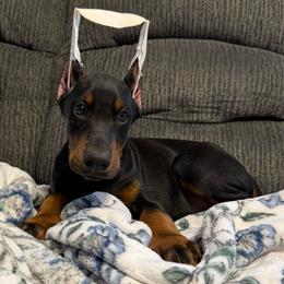 Boy 2 - Black and rust male Doberman Pinscher puppy in Lake City, Florida from Paintedcrazy Doberman Pinchers
