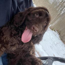 Sebastian - Liver and white male Springerdoodle puppy in Lisbon, Ohio from Willow Lane Doodles