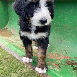 Bernedoodle Puppies from Bayou Blu's Bernedoodles
