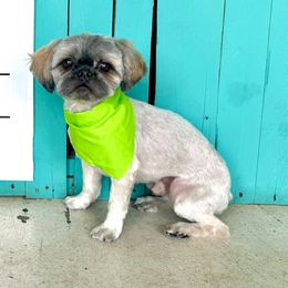 Brinkley - Black gold and silver male Shih Tzu puppy in Stroud, Oklahoma from Laik’s Little Shihtz & Poms