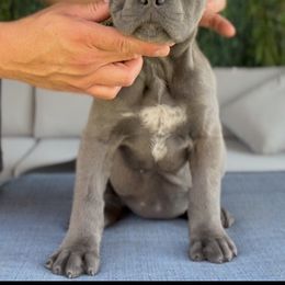 Jasmine - Gray female Cane Corso puppy in Las Vegas, Nevada from LV3M Cane Corso