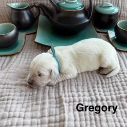 Gregory - Light golden male Golden Retriever puppy in Conroe, Texas from Tails of Cypress