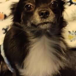 Otis - Chihuahua