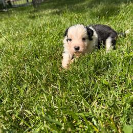 Briar - Black and white male Border Collie puppy in New Franklin, Ohio from Whipple Farms