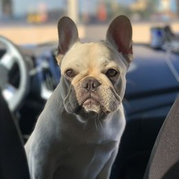 Bulldog and French Bulldog Puppies from DJs Bulldogs