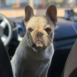 Bulldog and French Bulldog Puppies from DJs Bulldogs