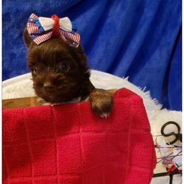 Boy 1 - Chocolate and tan male Yorkshire Terrier puppy in Marion Station, Maryland from Anna's Yorkie Treasures