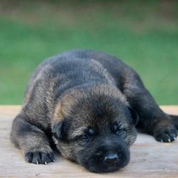 Male-1 - Sable male German Shepherd puppy in Cumming, Georgia from Cainedelup