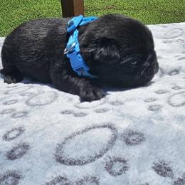 Blue Collar Boy - Black male Pug puppy in Elkland, Missouri from Tellier's AKC Boston Terriers Missouri