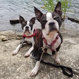 Boston Terrier puppies from Reds Studio