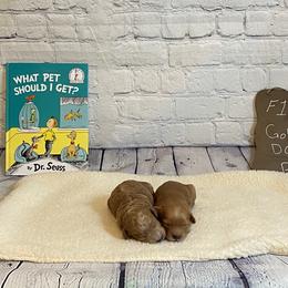 Goldendoodle and Poodle Puppies from Partridge Doodles and Poodles