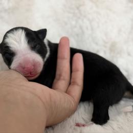 Girl 4 - Black and white female Border Collie puppy in Morriston, Florida from Garcia Family Farms