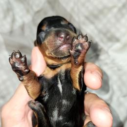 Little dot - Black and tan female Dachshund puppy in Ashland, Mississippi from Hope's pups