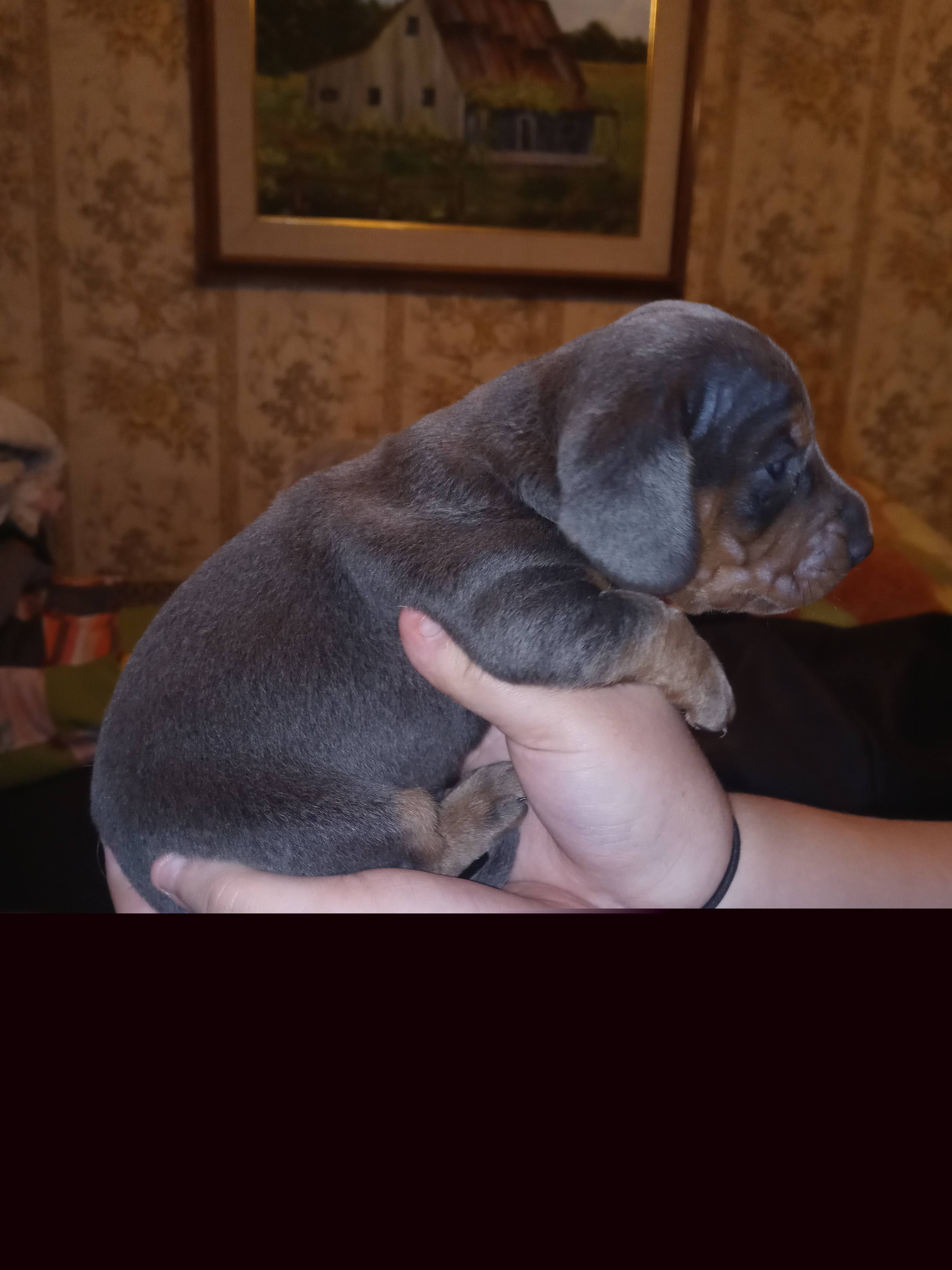 Dachshund Puppies from A&R Dachshund