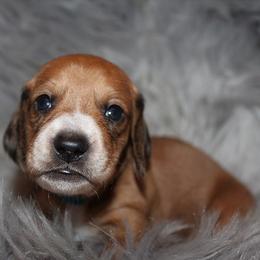 Boy 1 - Piebald male Dachshund puppy in Craig, Colorado from Rocky Mountain Shih Tzus and Dry Creek Miniature Dachshunds