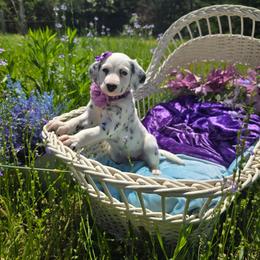 Aisling (LUA Longcoat) - White and black female Dalmatian puppy in Salem, Missouri from Paradise Spots Dalmatians