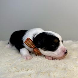 Pickles - Black tri-color male Aussiedoodle puppy in Adams, Nebraska from Boxcar Doodles and Poodles