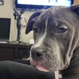 Boy 3 - American Bully puppy in Ocean City, Maryland from NV Kennels