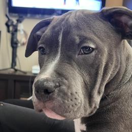 Boy 3 - American Bully puppy in Ocean City, Maryland from NV Kennels