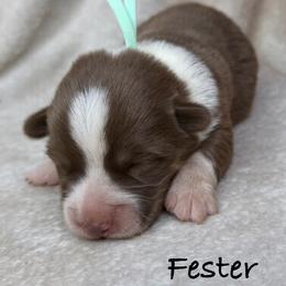 Fester - Liver and white male American Corgi puppy in Grants Pass, Oregon from KnR Antler Dogs ~ Labrador Retrievers & Corgis