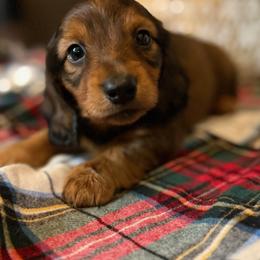 Max - Sable male Dachshund puppy in Mountain Home, Arkansas from Furry Friends Kennel