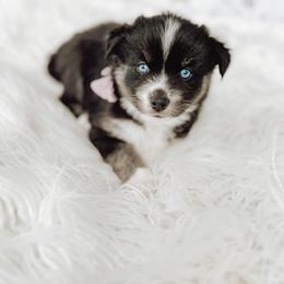 Pomsky Puppies from Lake Point Pomskies