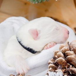 Yuko - White and biscuit male Samoyed puppy in West Jordan, Utah from Rocky Mountain Samoyeds