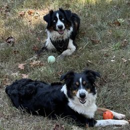 Miniature Australian Shepherd puppies from Red Hawk Ranch