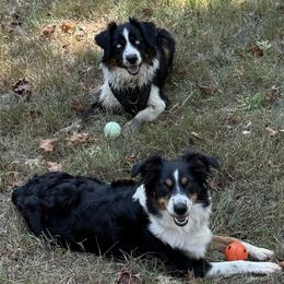 Miniature Australian Shepherd puppies from Red Hawk Ranch