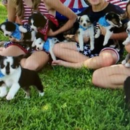 Miniature Australian Shepherds from Amy's Mini Aussies
