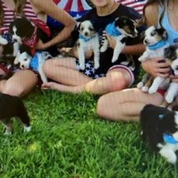 Miniature Australian Shepherds from Amy's Mini Aussies