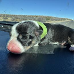 Garland - Black and tan female Pembroke Welsh Corgi puppy in Ruidoso, New Mexico from Ruidoso's Crowned Companions