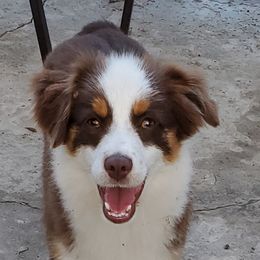 Pumba - Toy Australian Shepherd