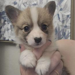 Shimmer - girl - 4th born - White and red female Pembroke Welsh Corgi puppy in Tomball, Texas from Larsen Loved Corgis