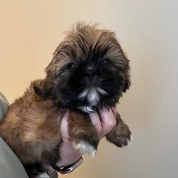 Boy 2 - Red and white male Shih Tzu puppy in Autryville, North Carolina from Carter Family Retrievers